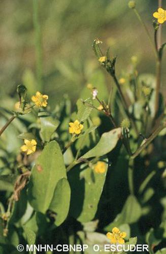 Bouton d'or à feuilles d'Ophioglosse, Renoncule à feuilles d'Ophioglosse © MNHN-CBNBP O. Escuder