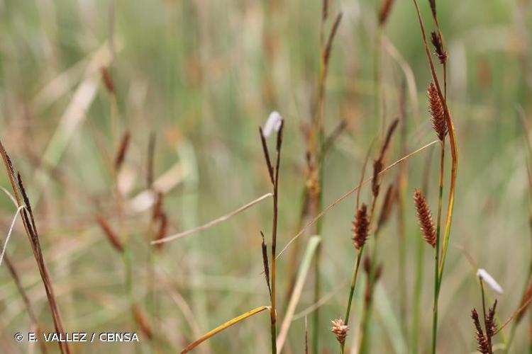 <i>Carex binervis</i> Sm., 1800 © E. VALLEZ / CBNSA