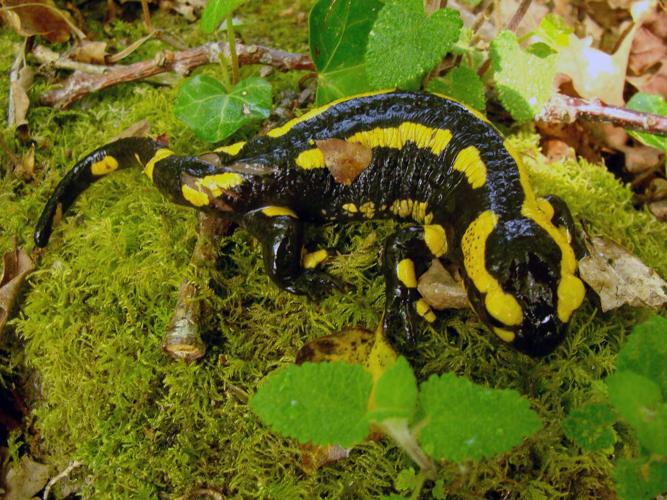 Salamandre tachetée terrestre © Emmanuelle Voisin