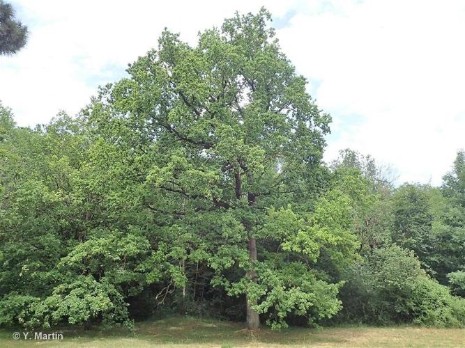 <i>Quercus robur</i> L., 1753 © 