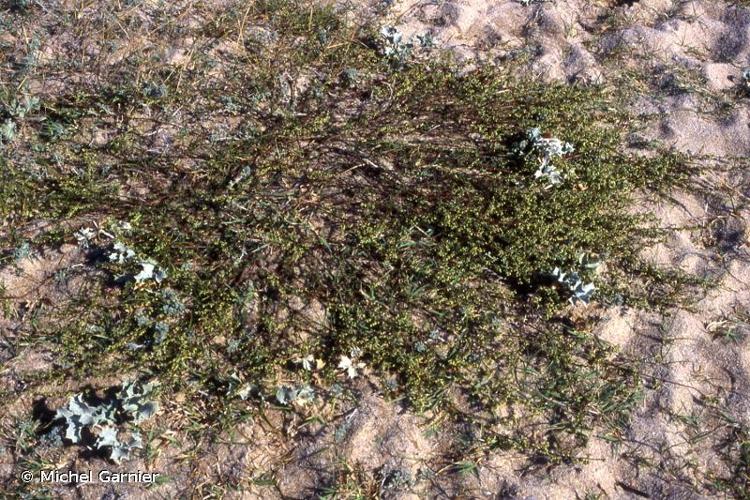 <i>Artemisia campestris </i>subsp.<i> maritima</i> (DC.) Arcang., 1882 © Michel Garnier