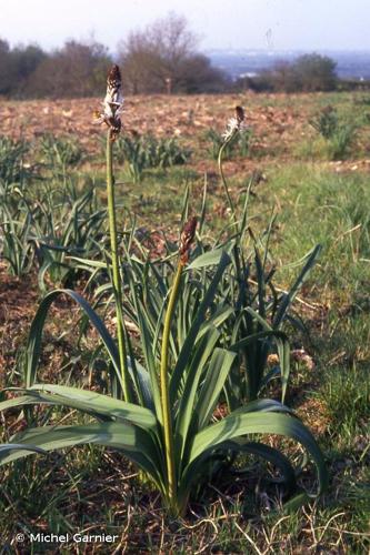 <i>Asphodelus macrocarpus </i>subsp.<i> arrondeaui</i> (J.Lloyd) Rivas Mart., 2002 © Michel Garnier