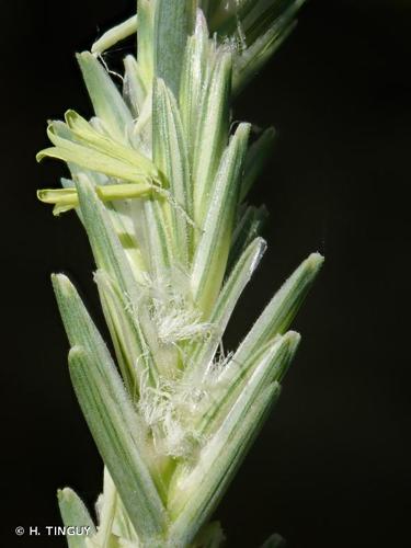 <i>Elytrigia obtusiflora</i> (DC.) Tzvelev, 1993 © H. TINGUY